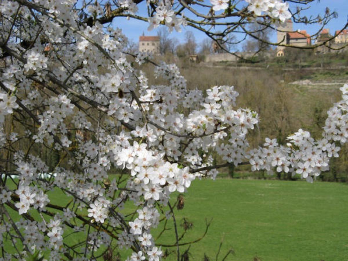 Herrnmuehle - Pension & Ferienwohnungen Rothenburg ob der Tauber Eksteriør billede